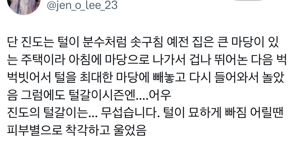  진돗개 특: 제가 집사에게 맞출게요 함