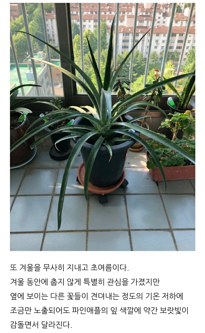 한 아저씨 블로거의 집에서 파인애플 키우기 (뭔가 힐링되는 기분임) | 인스티즈
