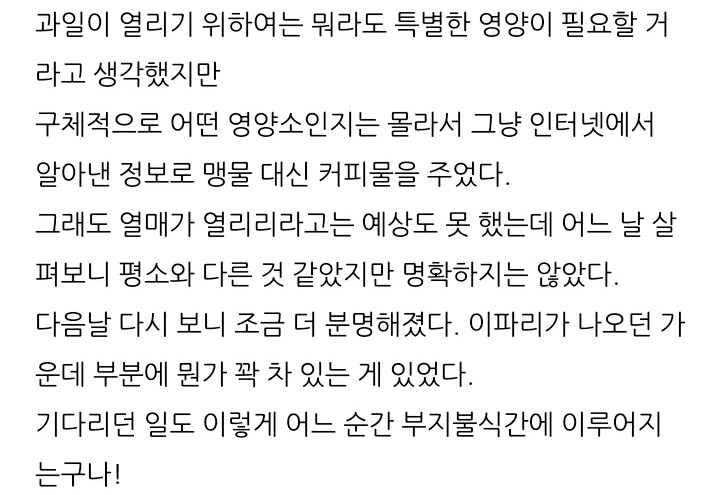 한 아저씨 블로거의 집에서 파인애플 키우기 (뭔가 힐링되는 기분임) | 인스티즈