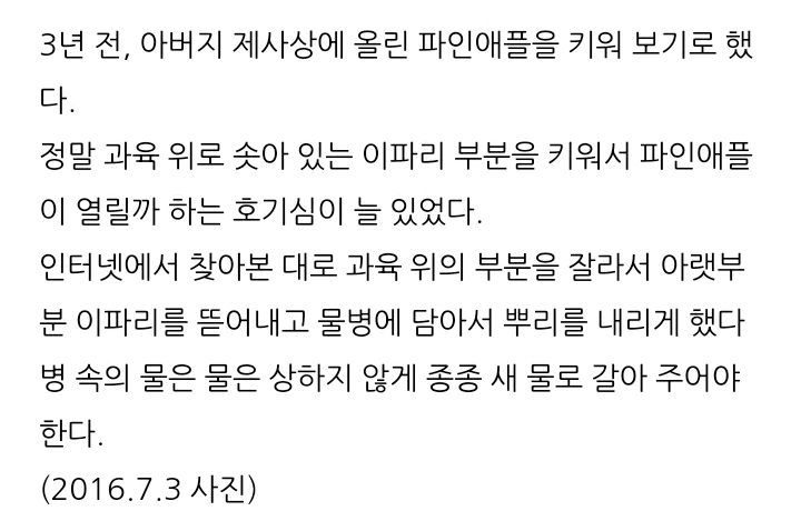 한 아저씨 블로거의 집에서 파인애플 키우기 (뭔가 힐링되는 기분임) | 인스티즈