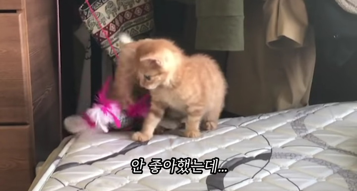 반려묘를 떠나보낸 유튜버가 올린 영상 | 인스티즈