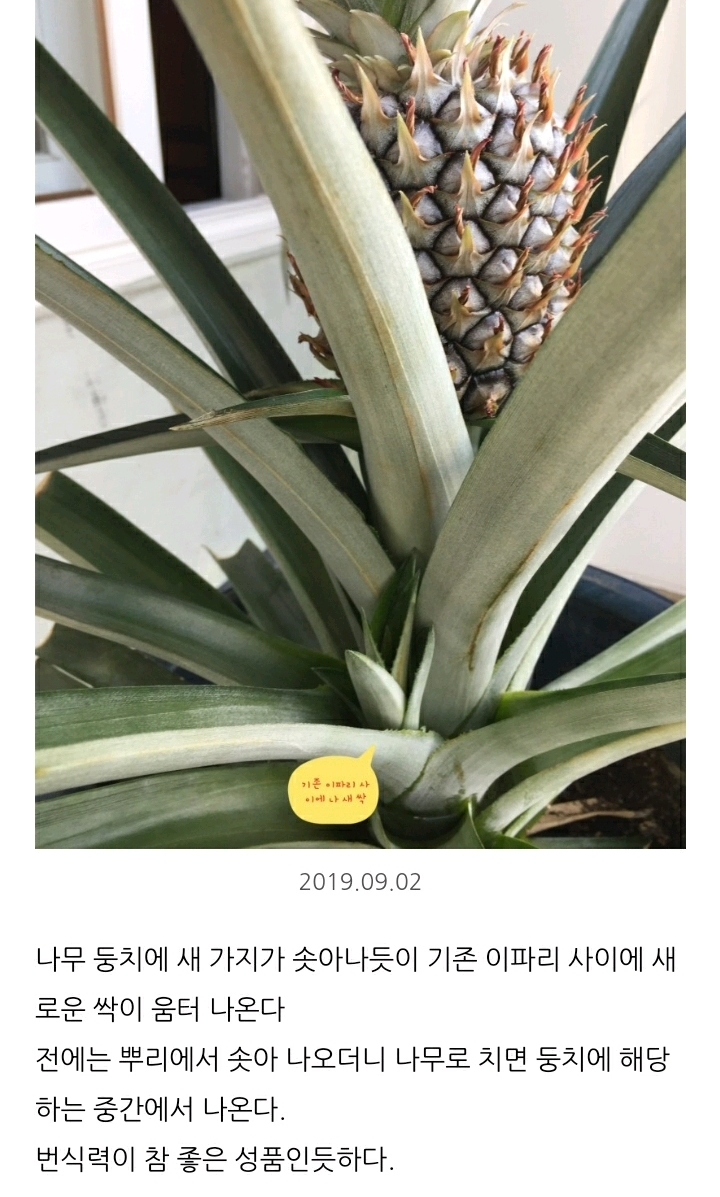 한 아저씨 블로거의 집에서 파인애플 키우기 (뭔가 힐링되는 기분임) | 인스티즈