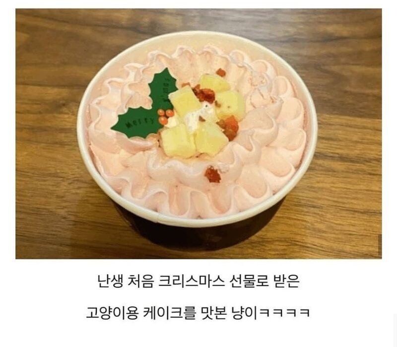 처음으로 고양이용 케이크 먹어본 고양이.jpg | 인스티즈