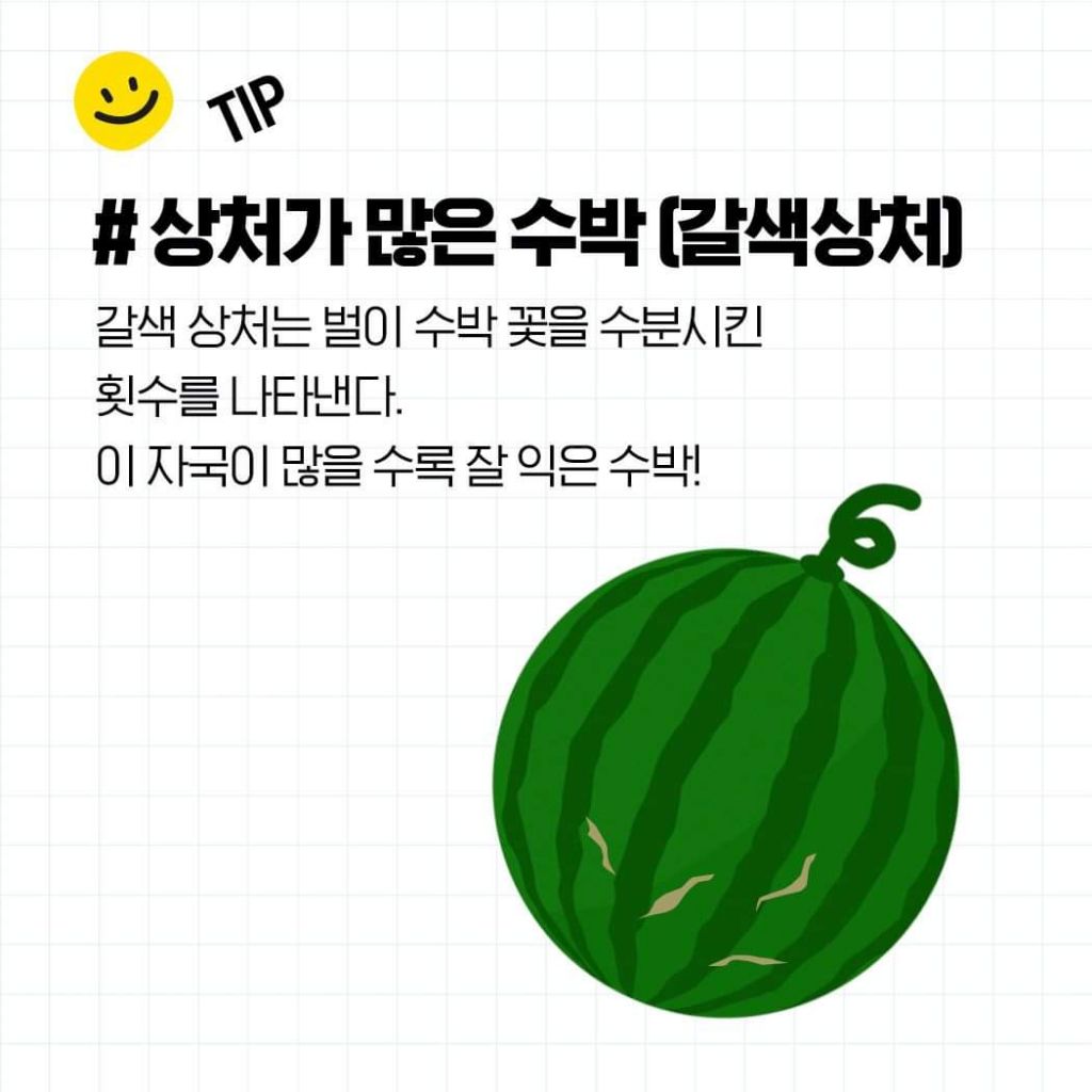 꿀수박 고르는 법 & 보관법 | 인스티즈