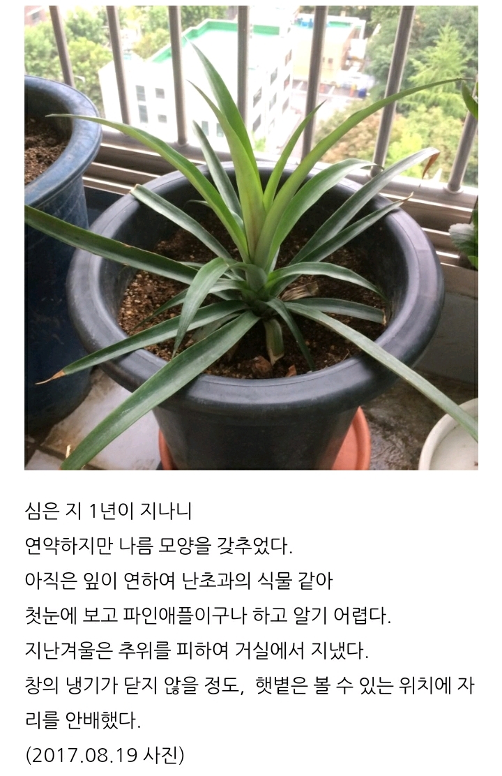 한 아저씨 블로거의 집에서 파인애플 키우기 (뭔가 힐링되는 기분임) | 인스티즈