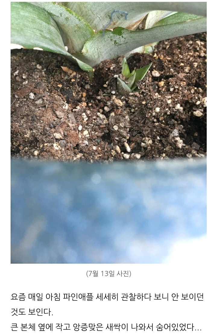 한 아저씨 블로거의 집에서 파인애플 키우기 (뭔가 힐링되는 기분임) | 인스티즈