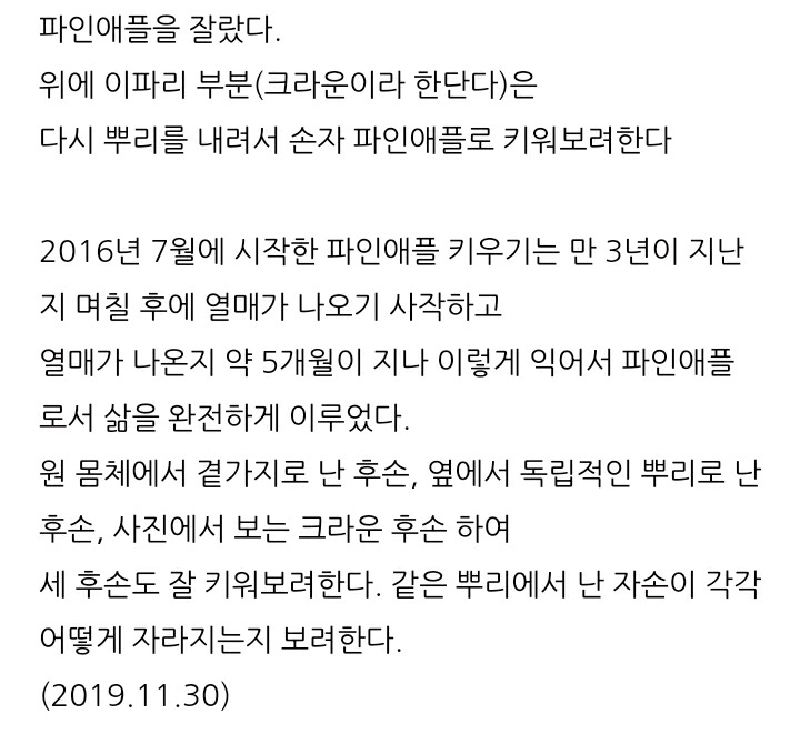 한 아저씨 블로거의 집에서 파인애플 키우기 (뭔가 힐링되는 기분임) | 인스티즈