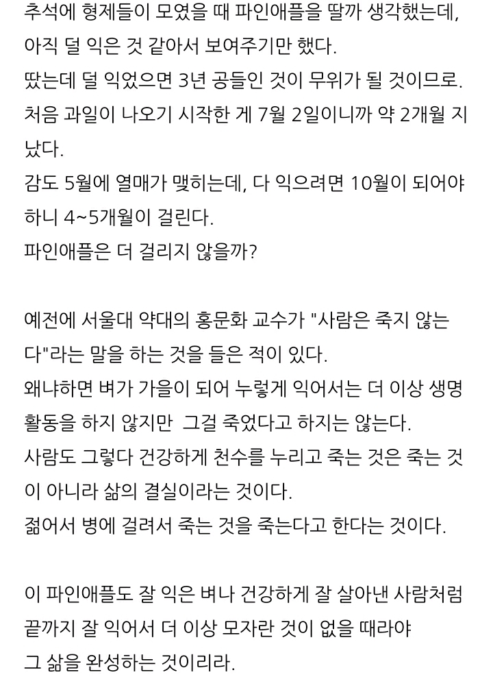 한 아저씨 블로거의 집에서 파인애플 키우기 (뭔가 힐링되는 기분임) | 인스티즈