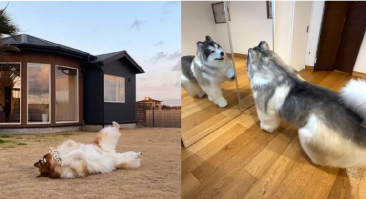 "진짜 개 같네" 2200만원 들여 개가 된 男 | 인스티즈