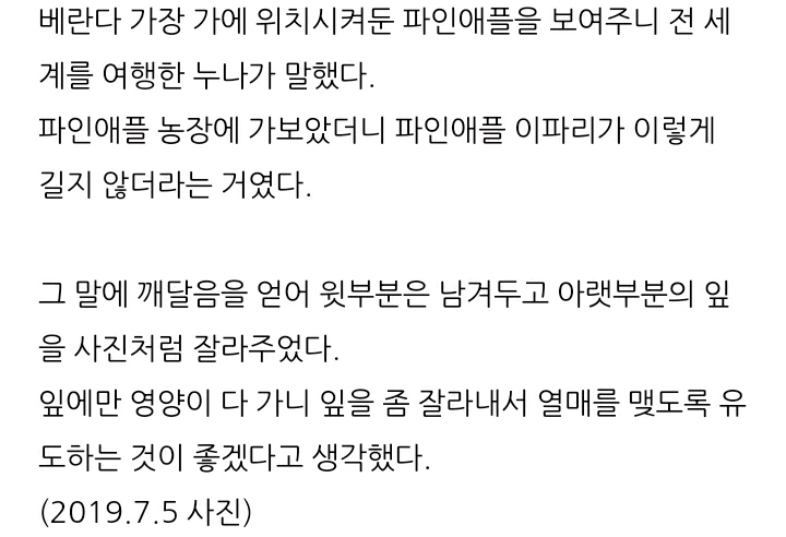 한 아저씨 블로거의 집에서 파인애플 키우기 (뭔가 힐링되는 기분임) | 인스티즈
