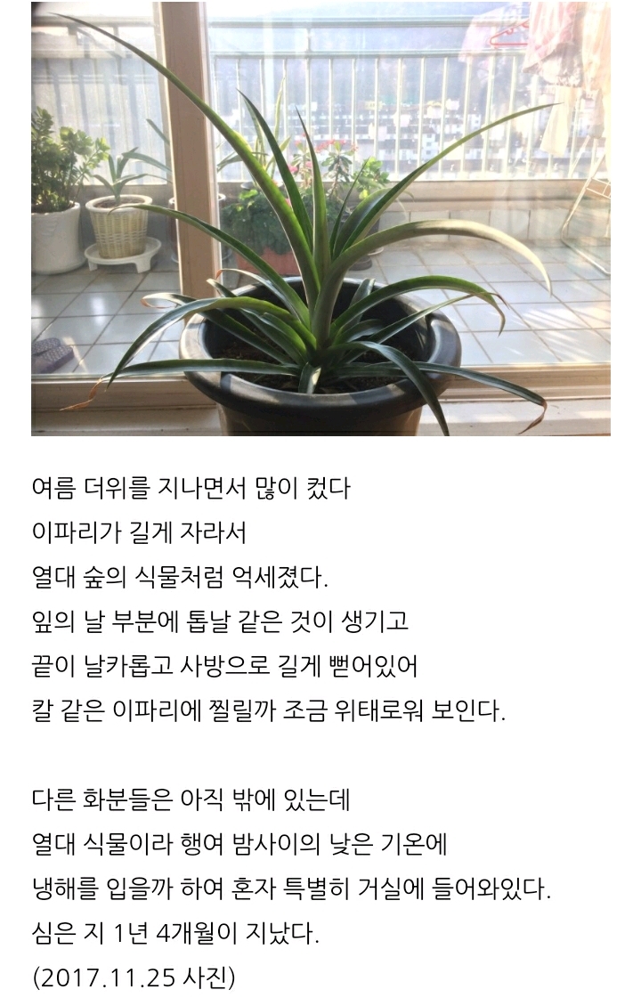한 아저씨 블로거의 집에서 파인애플 키우기 (뭔가 힐링되는 기분임) | 인스티즈