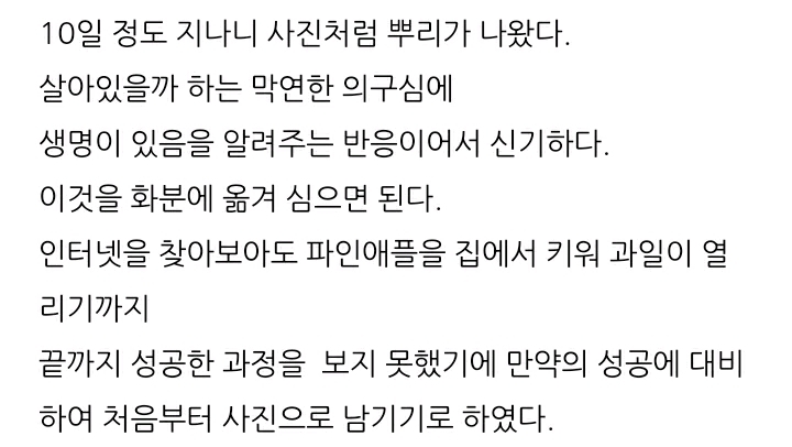 한 아저씨 블로거의 집에서 파인애플 키우기 (뭔가 힐링되는 기분임) | 인스티즈