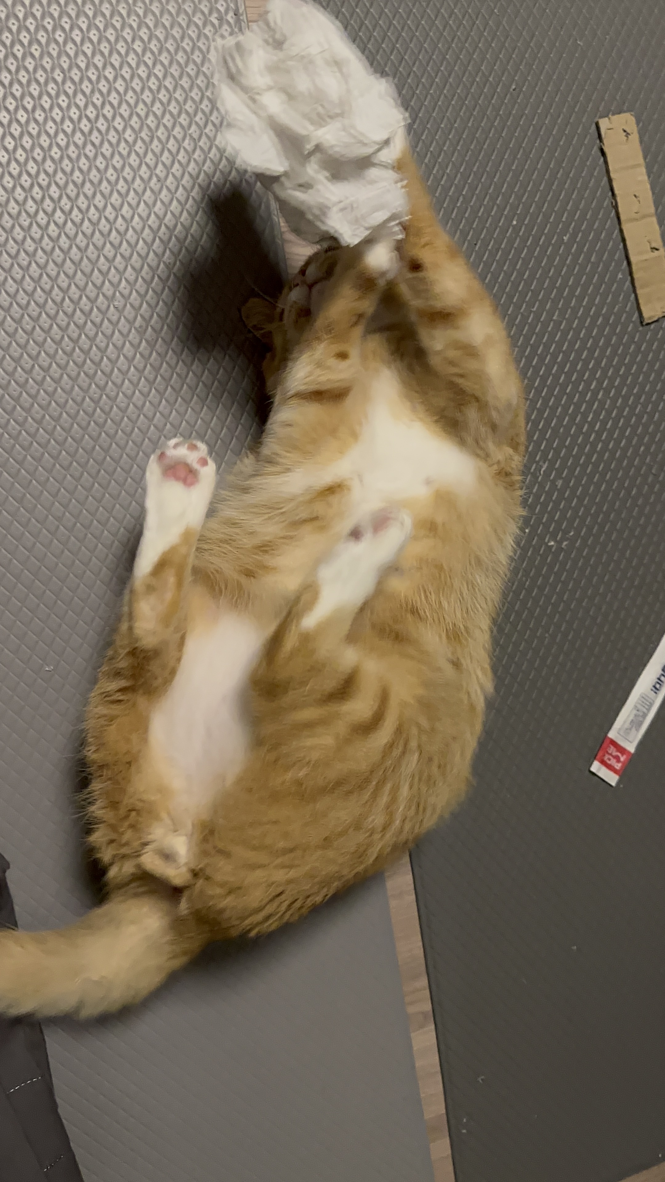 이상한 종이를 줘도 잘 노는애ㅜㅜ | 인스티즈