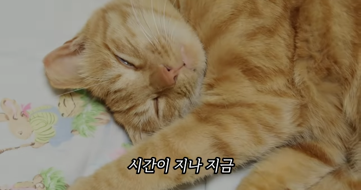 반려묘를 떠나보낸 유튜버가 올린 영상 | 인스티즈