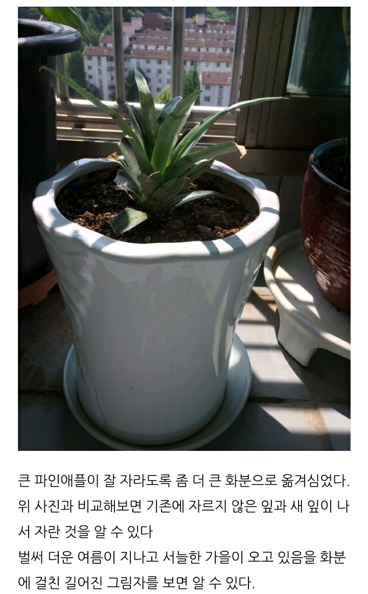 한 아저씨 블로거의 집에서 파인애플 키우기 (뭔가 힐링되는 기분임) | 인스티즈