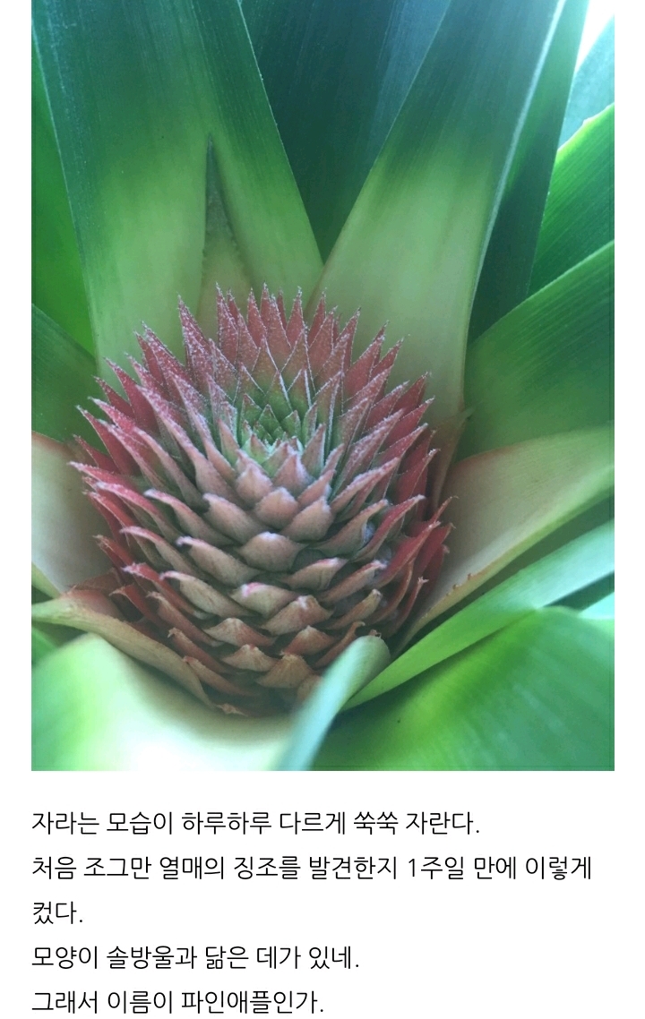 한 아저씨 블로거의 집에서 파인애플 키우기 (뭔가 힐링되는 기분임) | 인스티즈