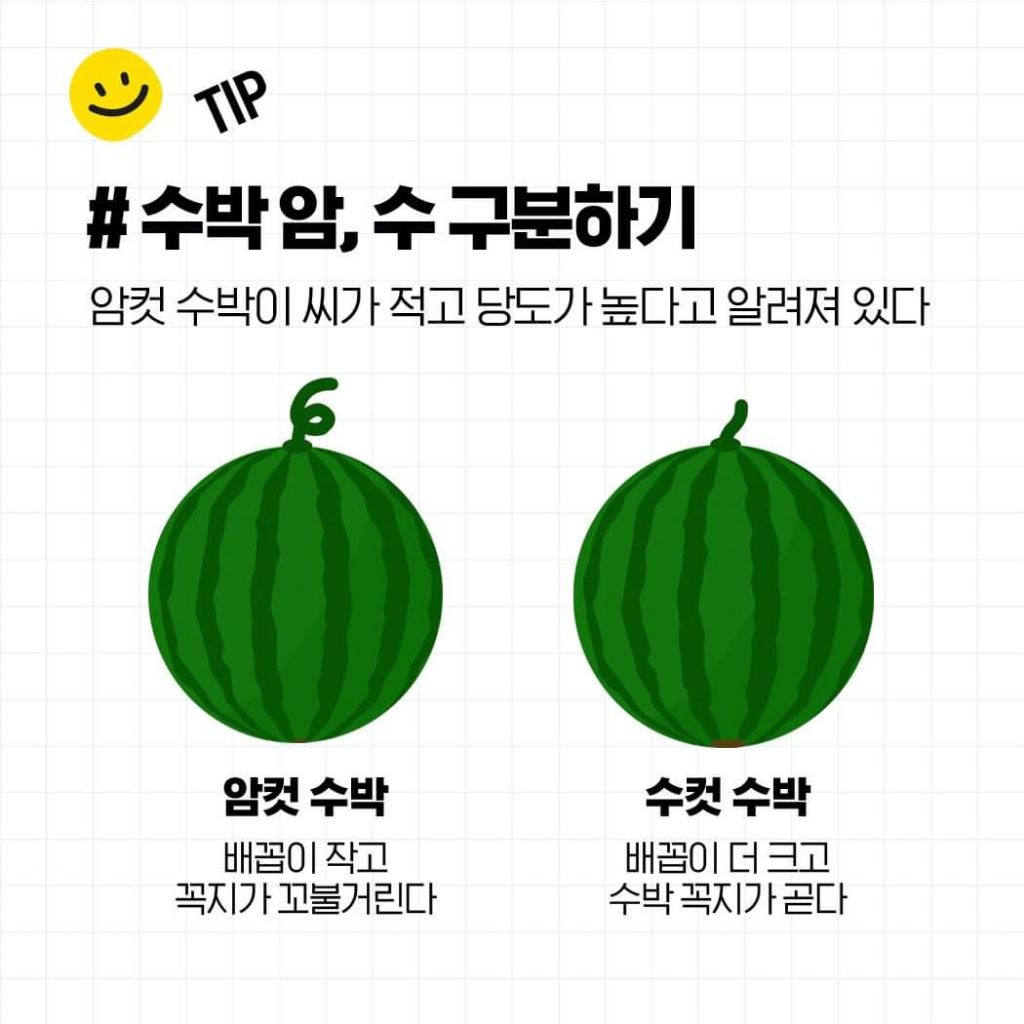 꿀수박 고르는 법 & 보관법 | 인스티즈
