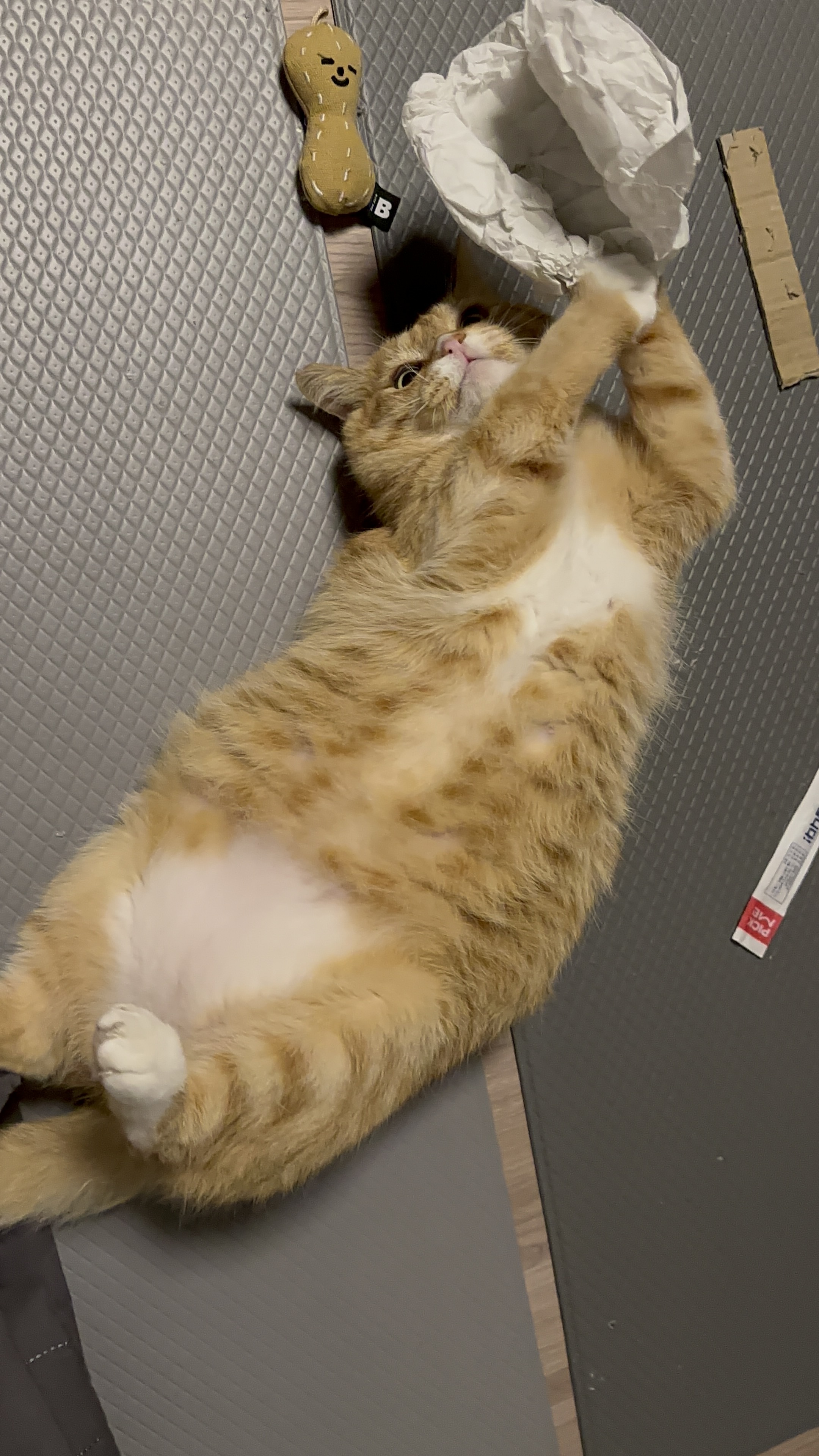 이상한 종이를 줘도 잘 노는애ㅜㅜ | 인스티즈