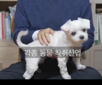  권영국 강아지 졸라 기엽다