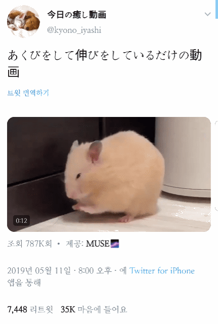  햄스터가 하품하면서 기지개 피는 걸 찍었는데..gif