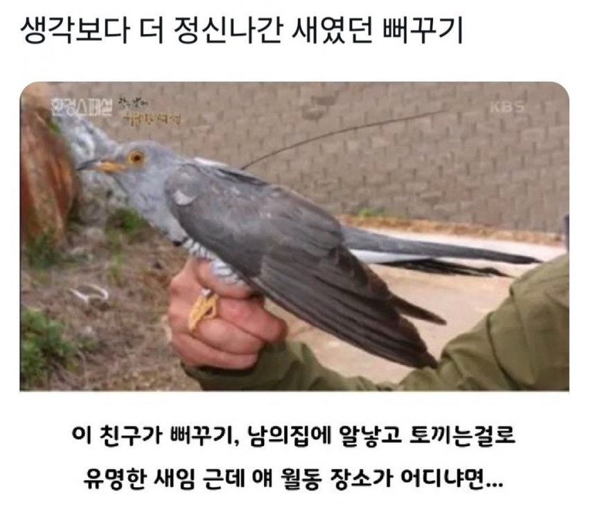  생각보다 더 정신나간 새였던 뻐꾸기