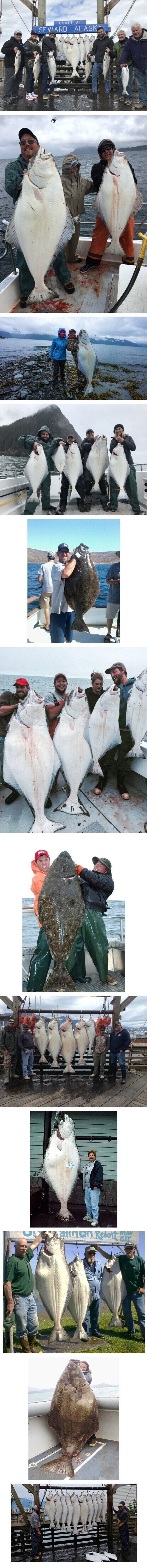  알래스카 광어
