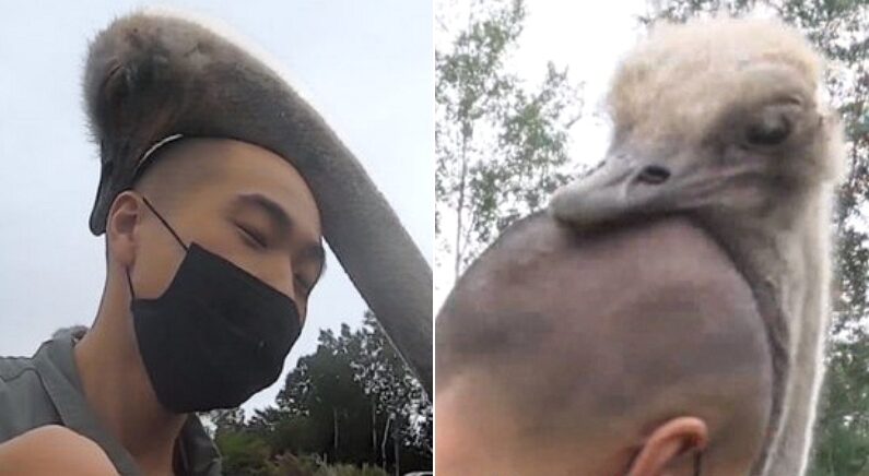 OOO 인간 보고 'X'이라고 생각해서 무작정 예뻐해 주는 타조들 | 인스티즈
