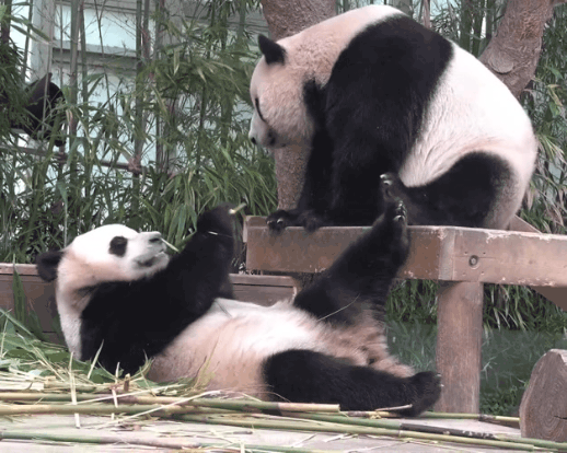 후이바오🐼한테 줄기 뺏기고 삐진 아이바오💦 | 인스티즈