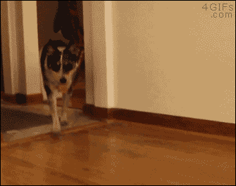  산책나간 강아지가 데려온 친구.gif5