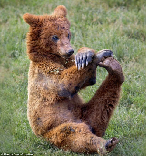 다리쩍벌하고 있는 곰 사진 본적있으면 빨리 들어와봐🐻 | 인스티즈