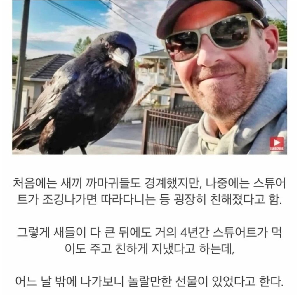 둥지에서 떨어진 새끼 까마귀를 구해줬더니 | 인스티즈