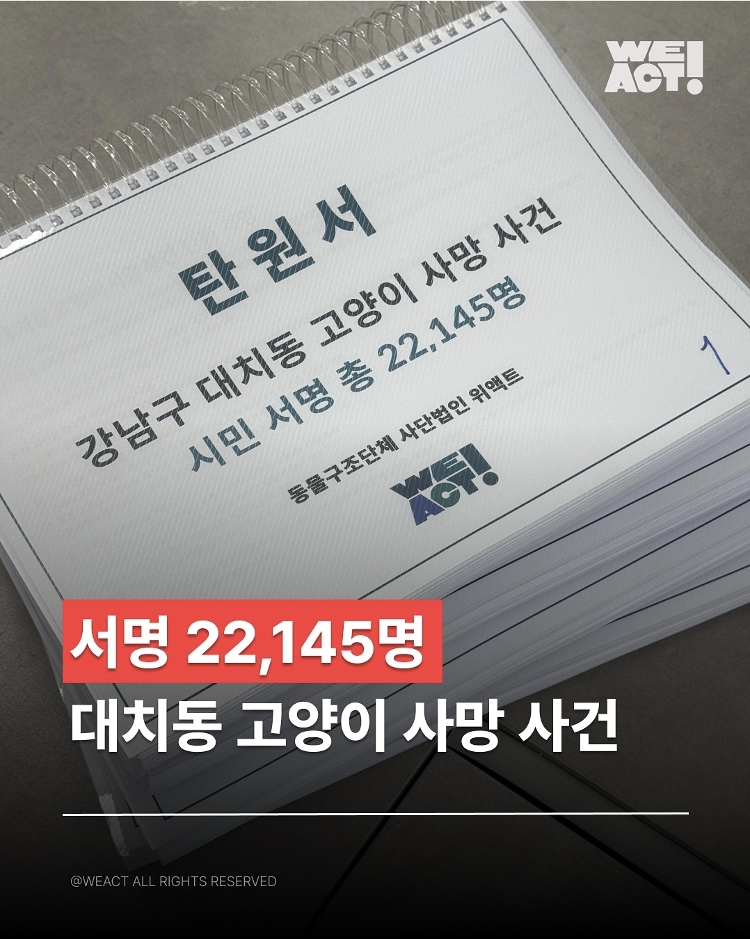 대치동 길고양이 사망 사건 견주 혐의없음 불송치 결정 | 인스티즈