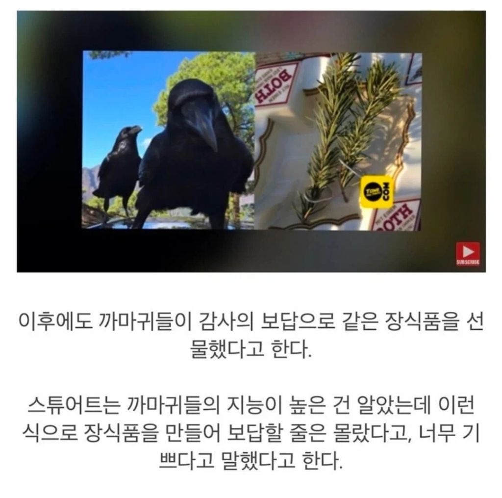둥지에서 떨어진 새끼 까마귀를 구해줬더니 | 인스티즈