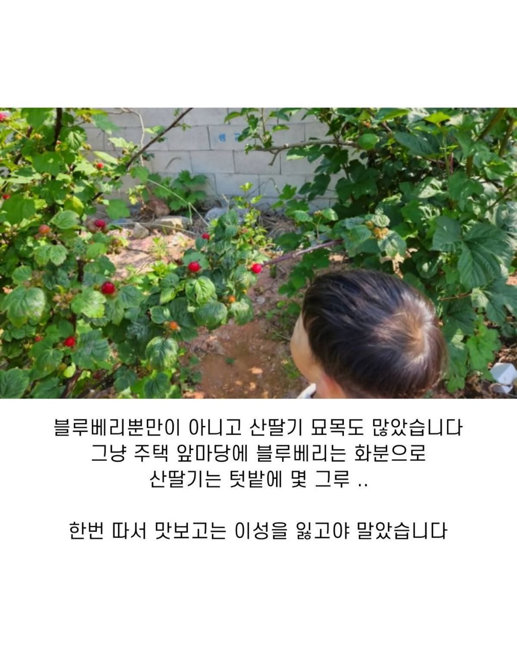 블루베리 서리한 남자 | 인스티즈