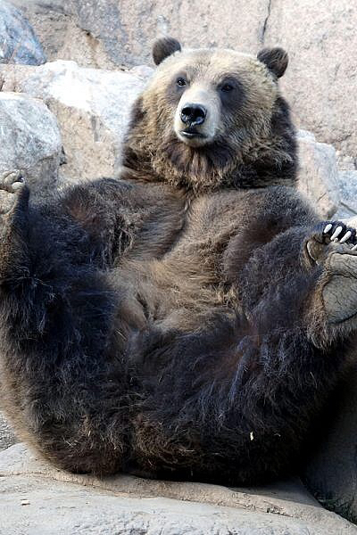 다리쩍벌하고 있는 곰 사진 본적있으면 빨리 들어와봐🐻 | 인스티즈