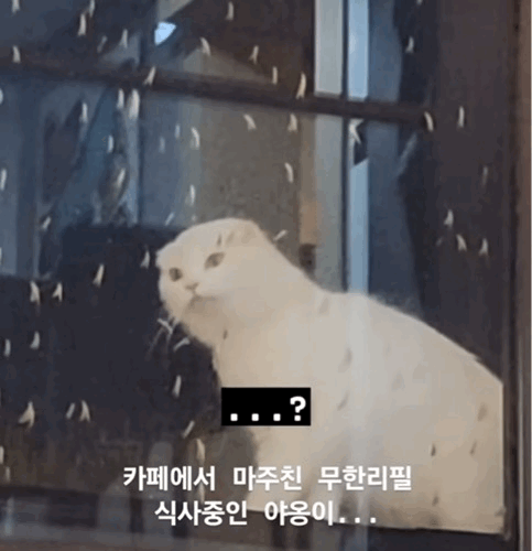  무한리필 식사하는 고양이