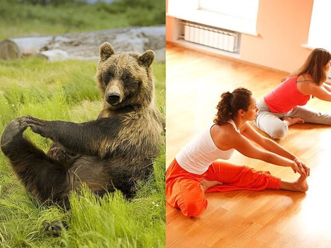 다리쩍벌하고 있는 곰 사진 본적있으면 빨리 들어와봐🐻 | 인스티즈