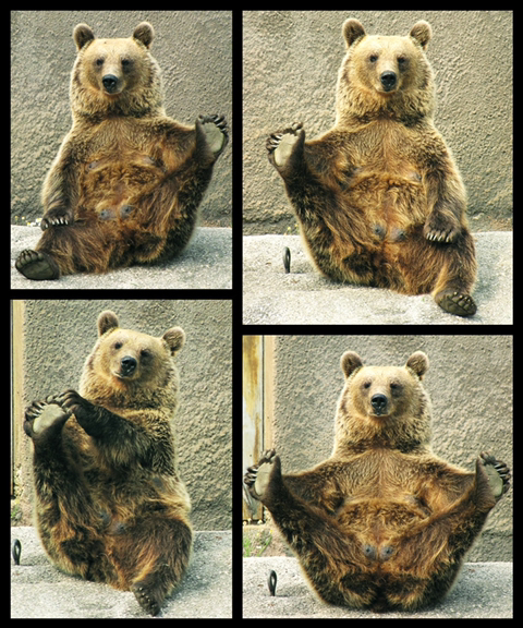 다리쩍벌하고 있는 곰 사진 본적있으면 빨리 들어와봐🐻 | 인스티즈