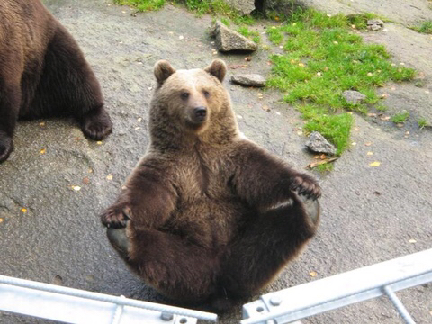 다리쩍벌하고 있는 곰 사진 본적있으면 빨리 들어와봐🐻 | 인스티즈