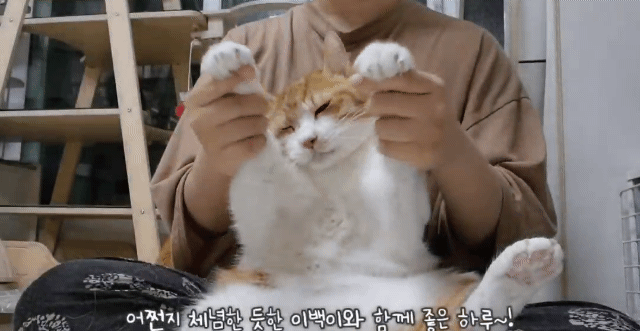 영혼 털린 치즈 두마리 | 인스티즈