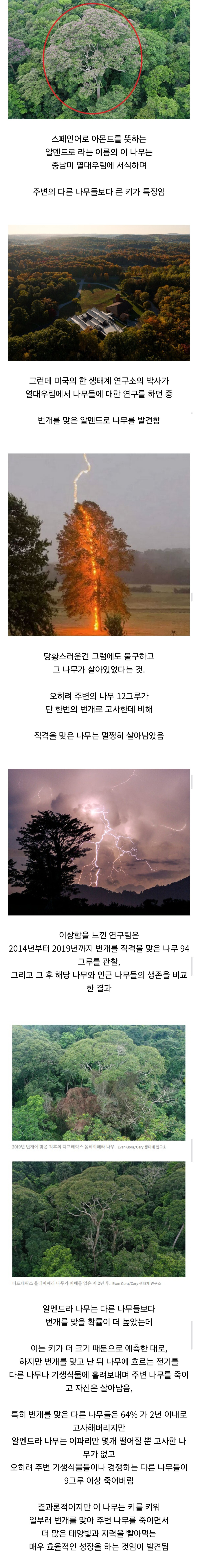 경쟁자를 죽이기 위해 일부러 번개를 맞는 나무 | 인스티즈
