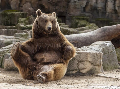 다리쩍벌하고 있는 곰 사진 본적있으면 빨리 들어와봐🐻 | 인스티즈