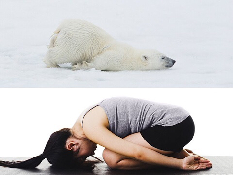 다리쩍벌하고 있는 곰 사진 본적있으면 빨리 들어와봐🐻 | 인스티즈