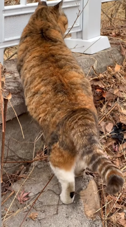  고양이 너 뚱뚱해