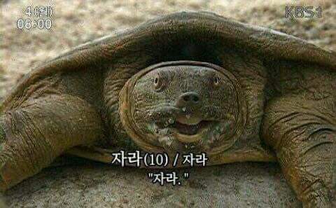  오늘 경복궁 경회루에 나타난 자라🐢 (feat. 길한징조)