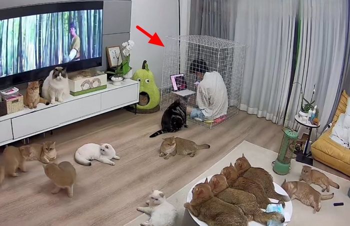  흔한 고양이 집사의 공부하는 방법