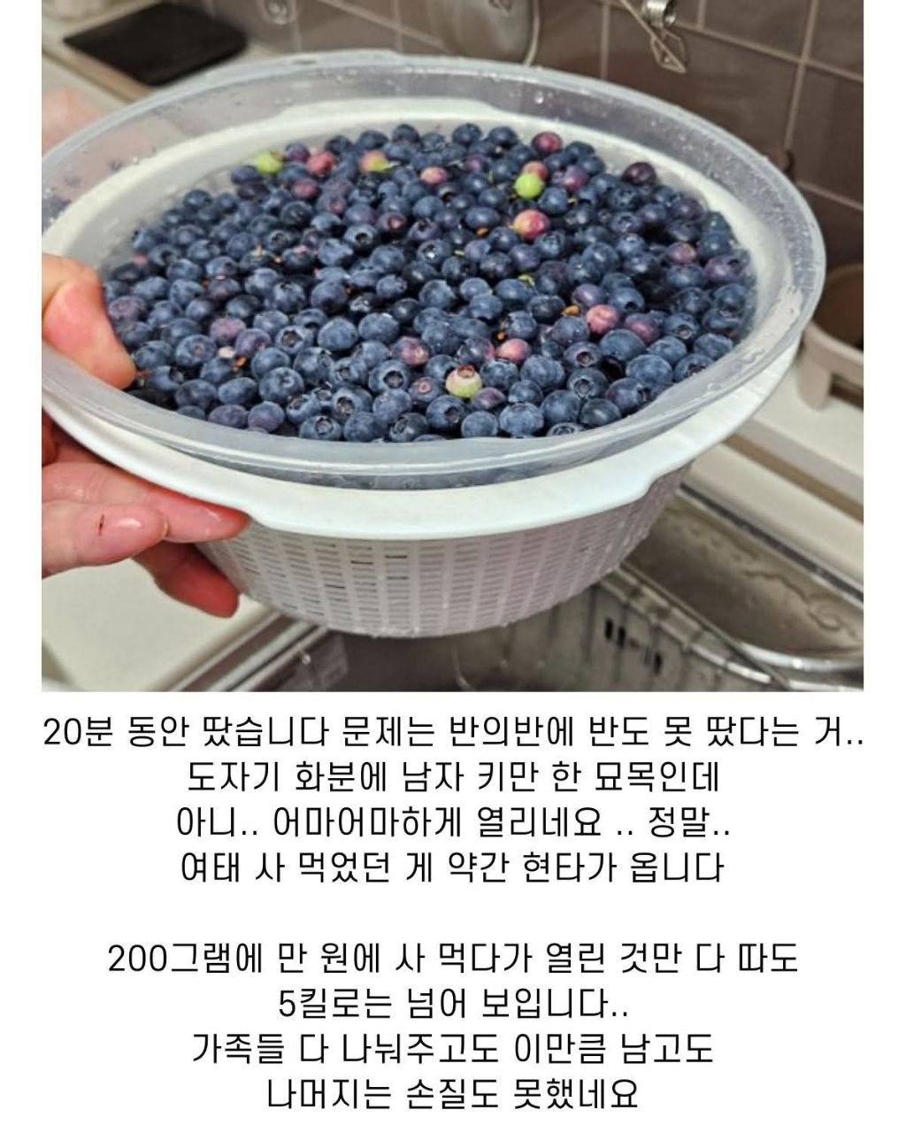 블루베리 서리한 남자 | 인스티즈