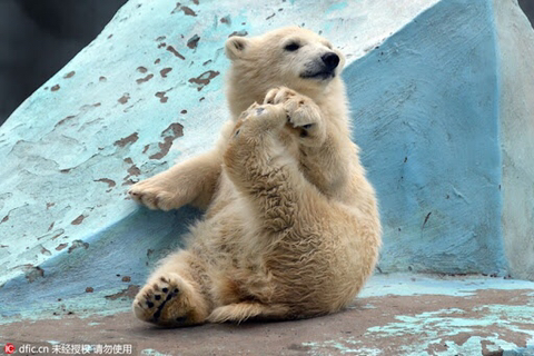 다리쩍벌하고 있는 곰 사진 본적있으면 빨리 들어와봐🐻 | 인스티즈