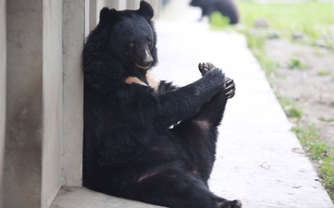 다리쩍벌하고 있는 곰 사진 본적있으면 빨리 들어와봐🐻 | 인스티즈