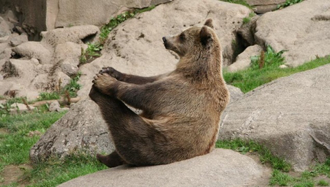 다리쩍벌하고 있는 곰 사진 본적있으면 빨리 들어와봐🐻 | 인스티즈